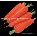 Zanahoria fresca de China Shandong